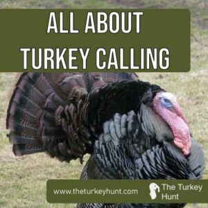 Turkey Calling Featured