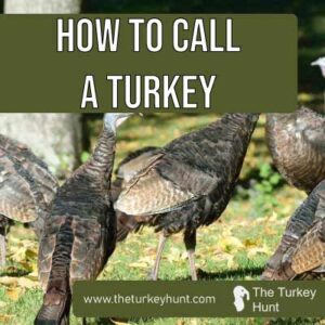 how to call a turkey featured