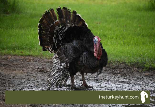 seasonal turkey hunts
