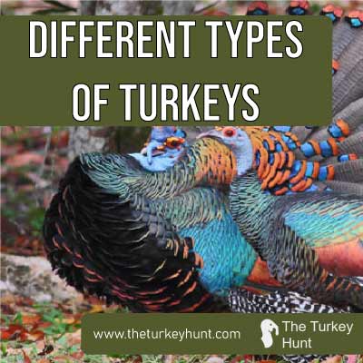 different types of turkeys featured