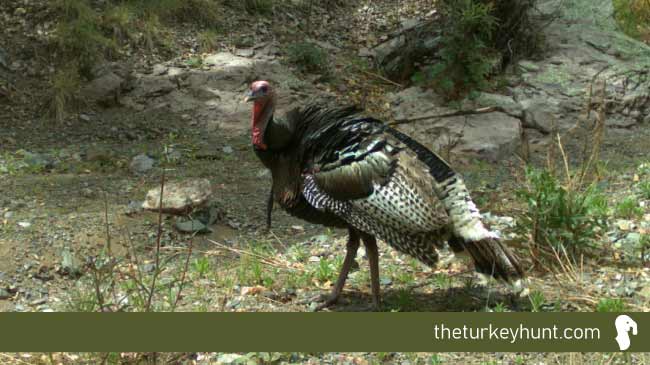 goulds turkey example