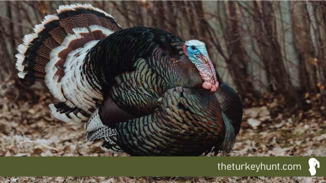 merriam turkey example