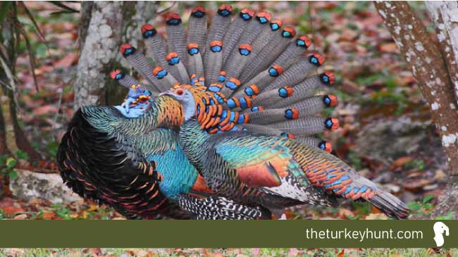 south mexican ocellated turkey example