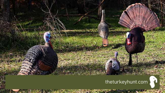 turkey hunting with decoys